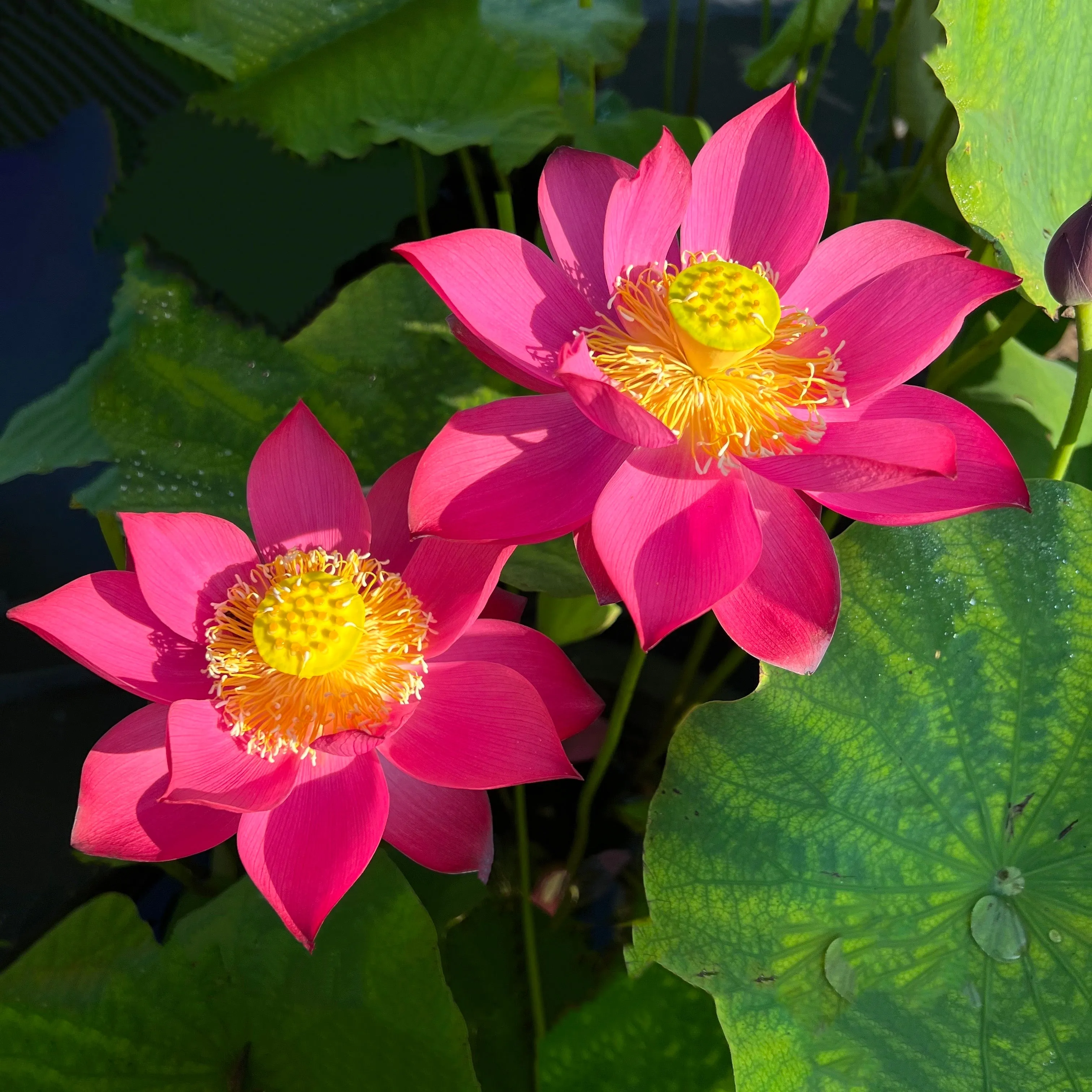 Cuddlin' Caroline Lotus <br> Stately, Brilliant- Red Blooms