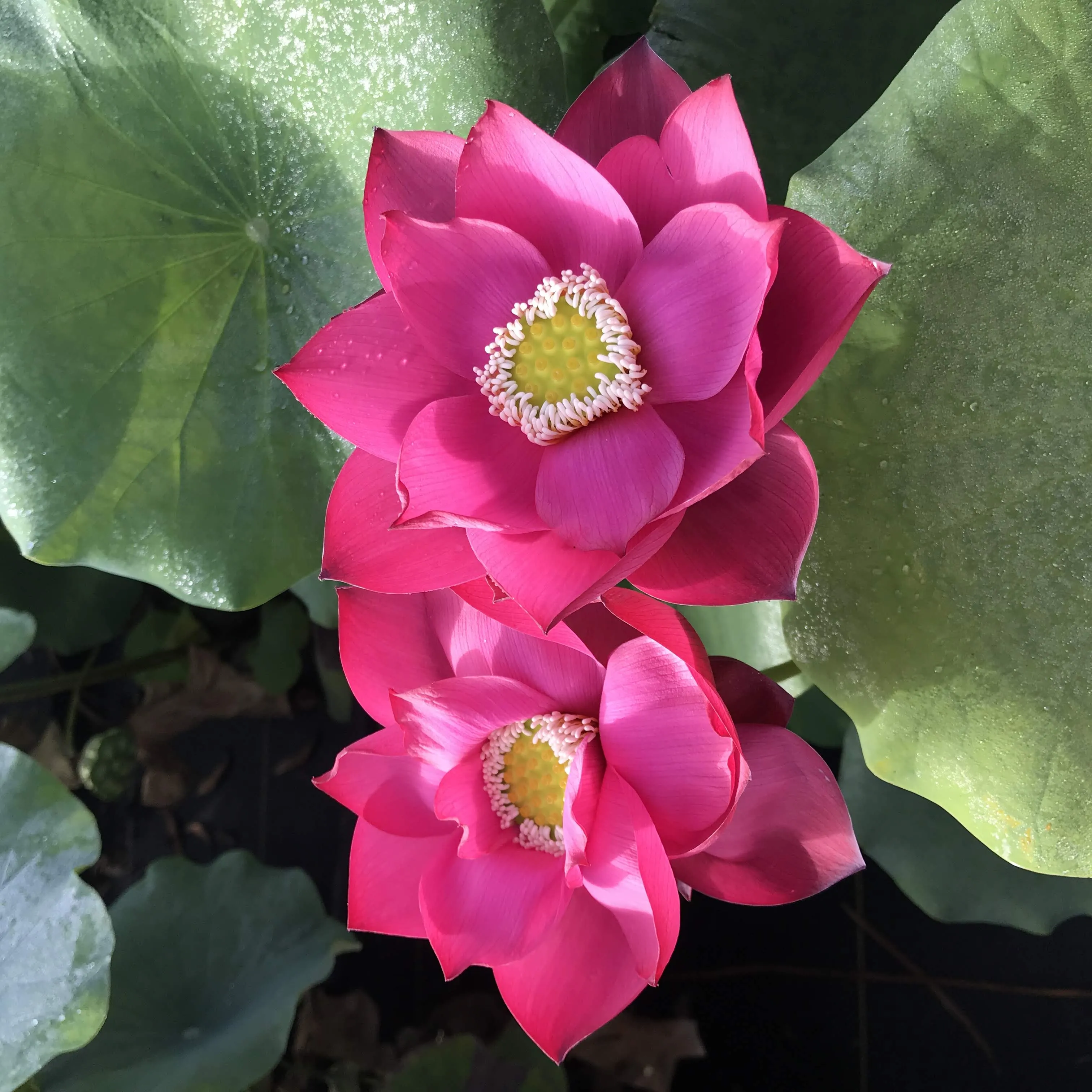 Cuddlin' Caroline Lotus <br> Stately, Brilliant- Red Blooms