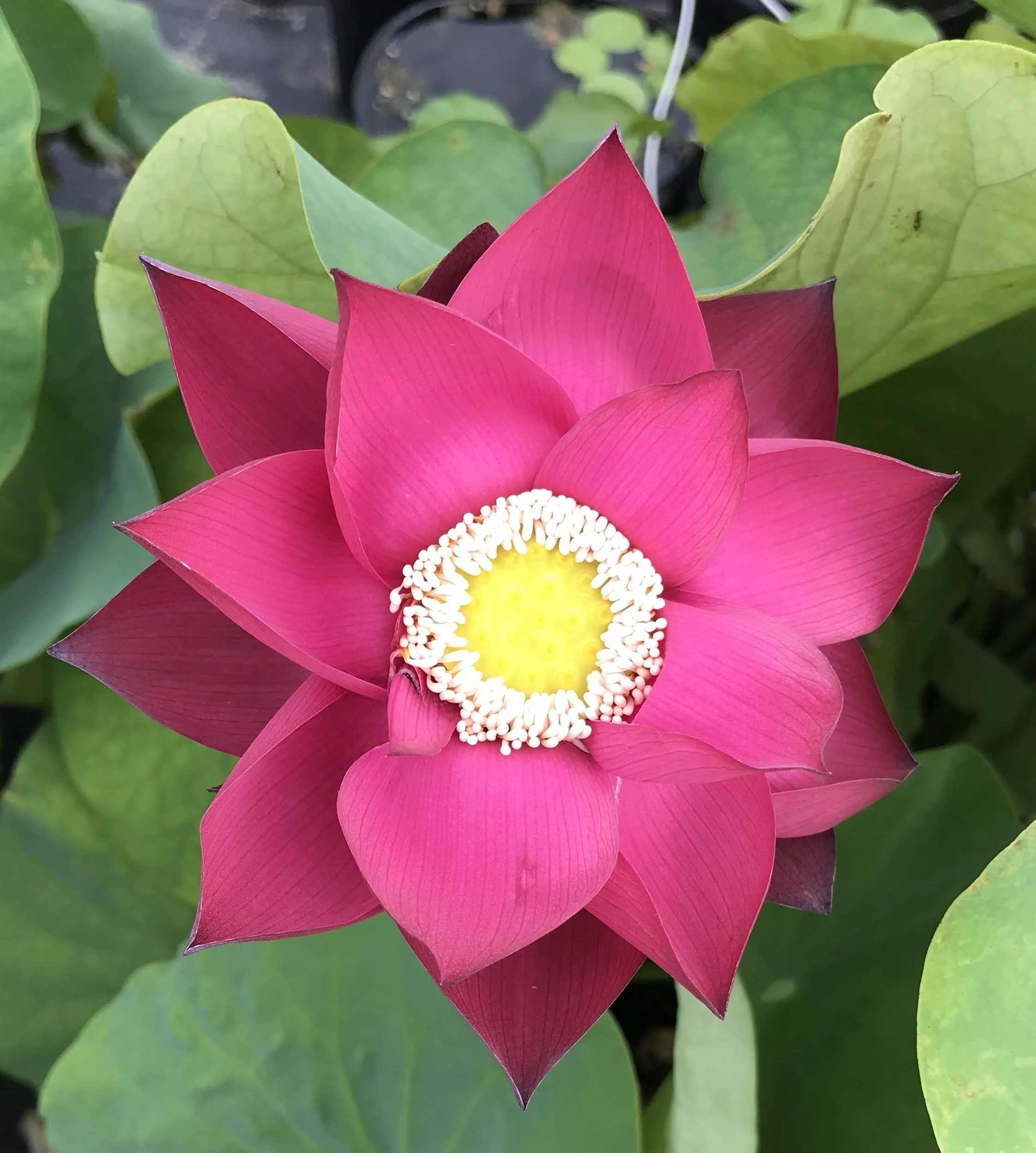 Cuddlin' Caroline Lotus <br> Stately, Brilliant- Red Blooms