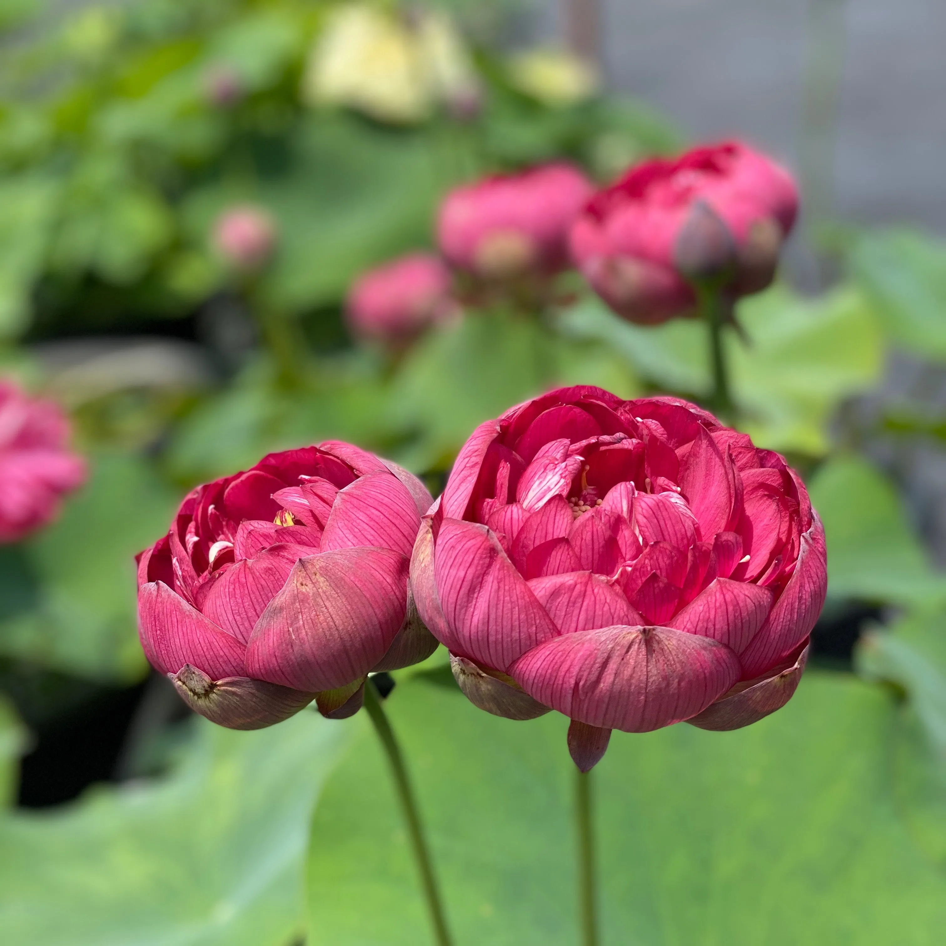 Impressions Of Westlake Lotus   <br>  DEEP RED Stunning blooms!