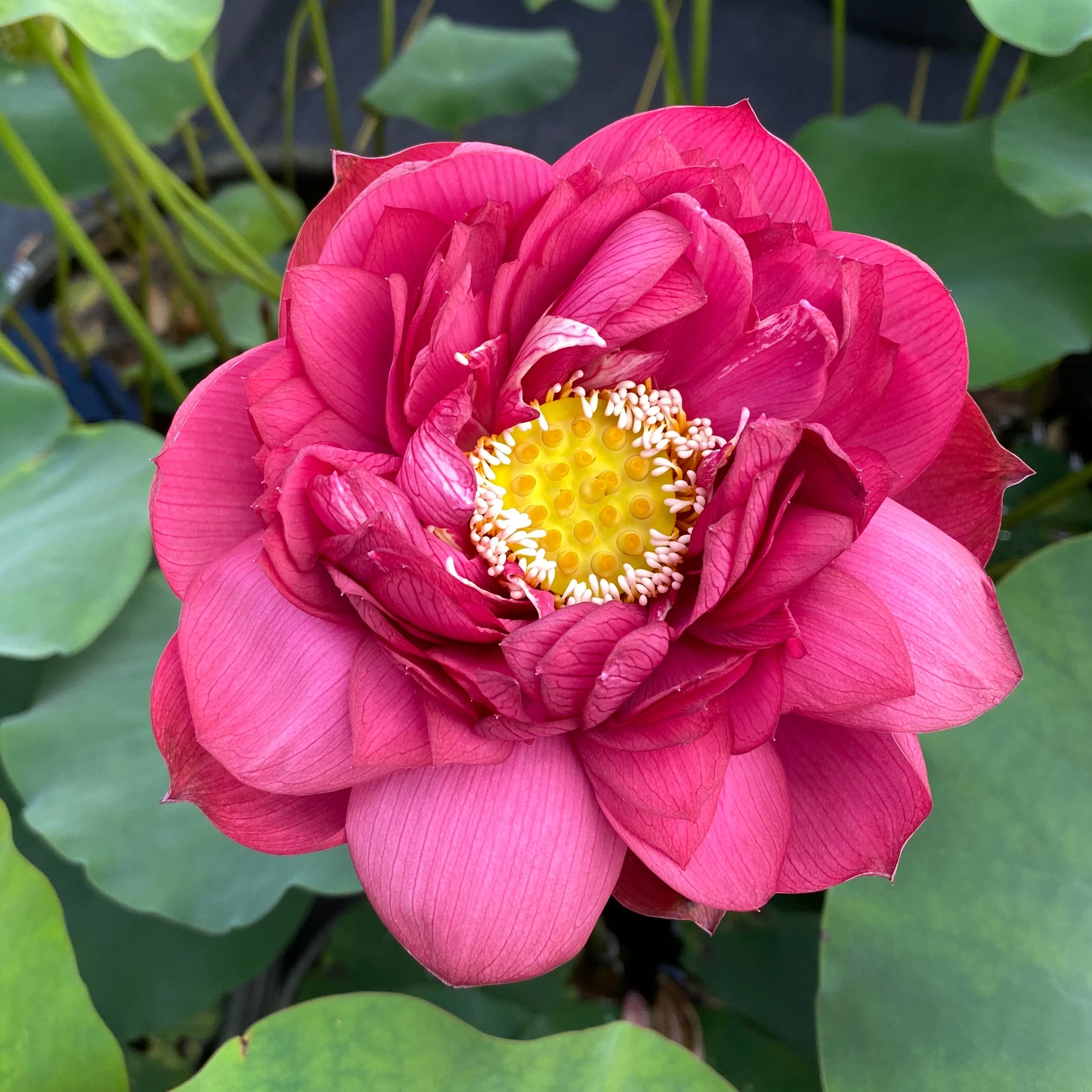 Impressions Of Westlake Lotus   <br>  DEEP RED Stunning blooms!