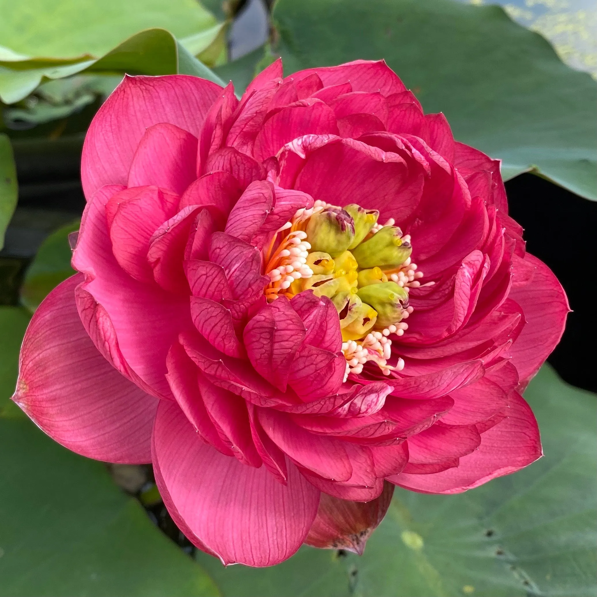 Impressions Of Westlake Lotus   <br>  DEEP RED Stunning blooms!