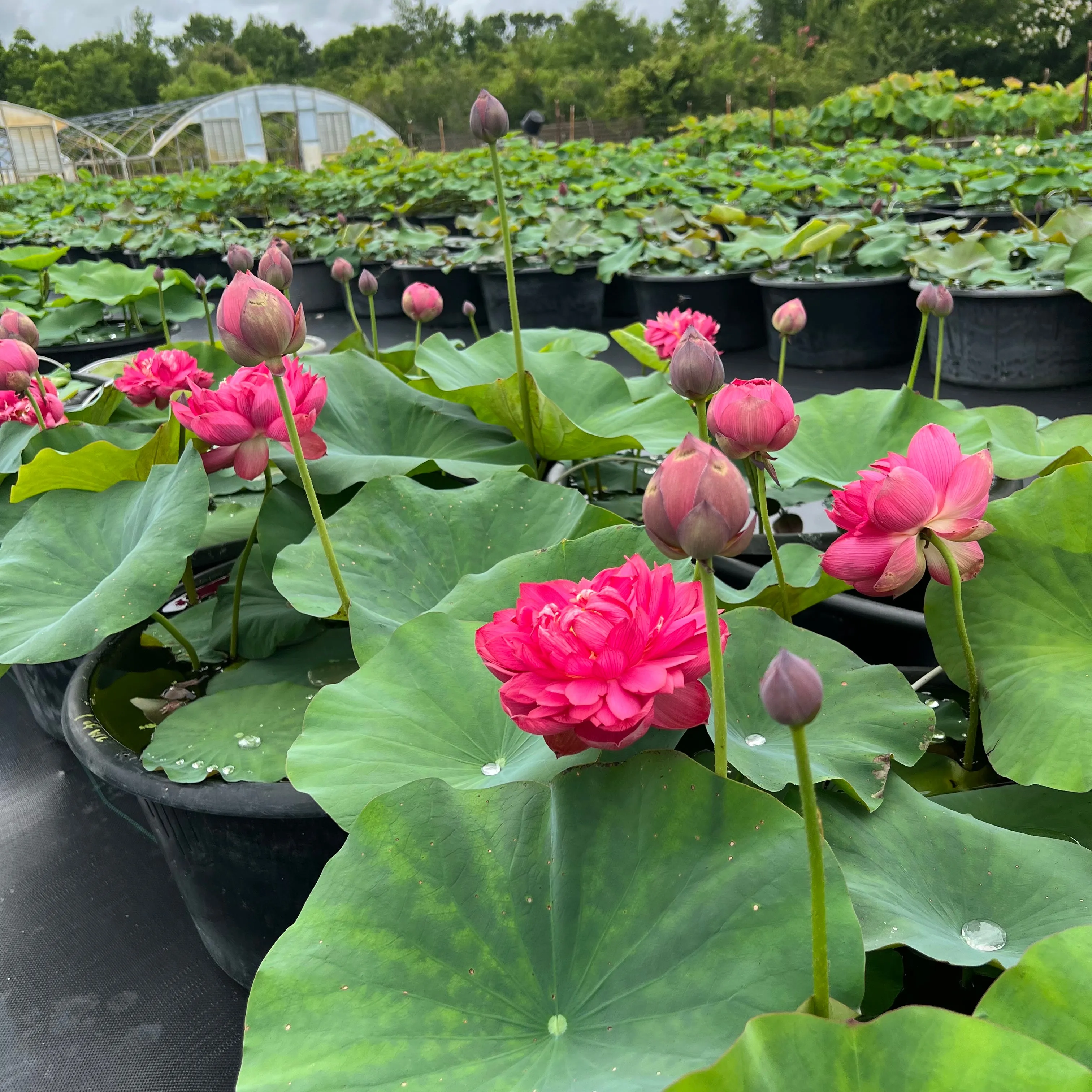 Impressions Of Westlake Lotus   <br>  DEEP RED Stunning blooms!