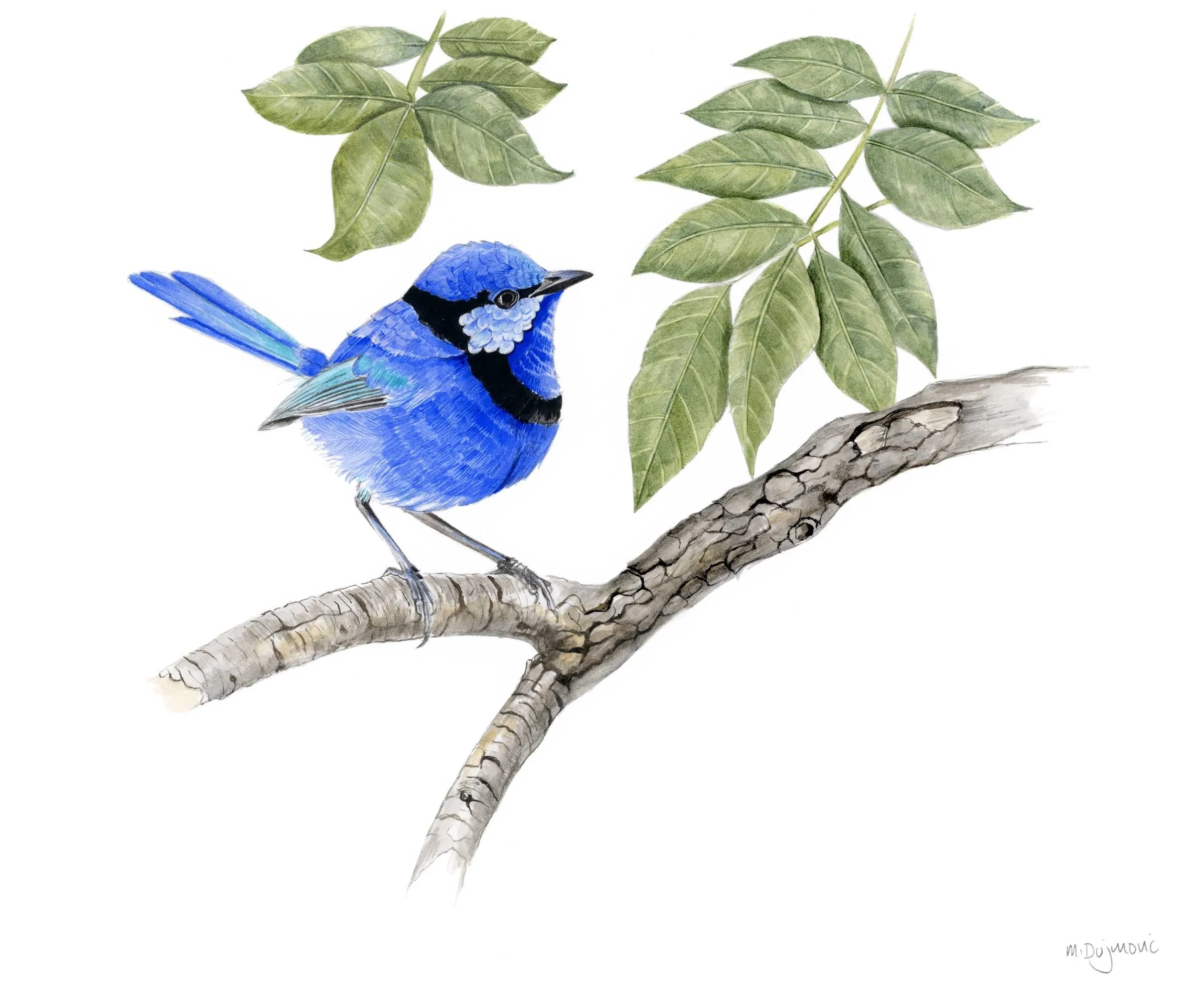 Michelle Dujmovic - 'Splendid Fairy Wren in the Bushland' Original, Mounted on Watercolour on Arches Aquarelle paper (mdu001)