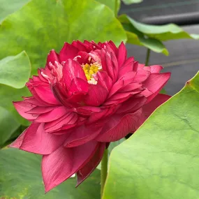 Red Symphony Lotus  <br>  Lush full flowers!