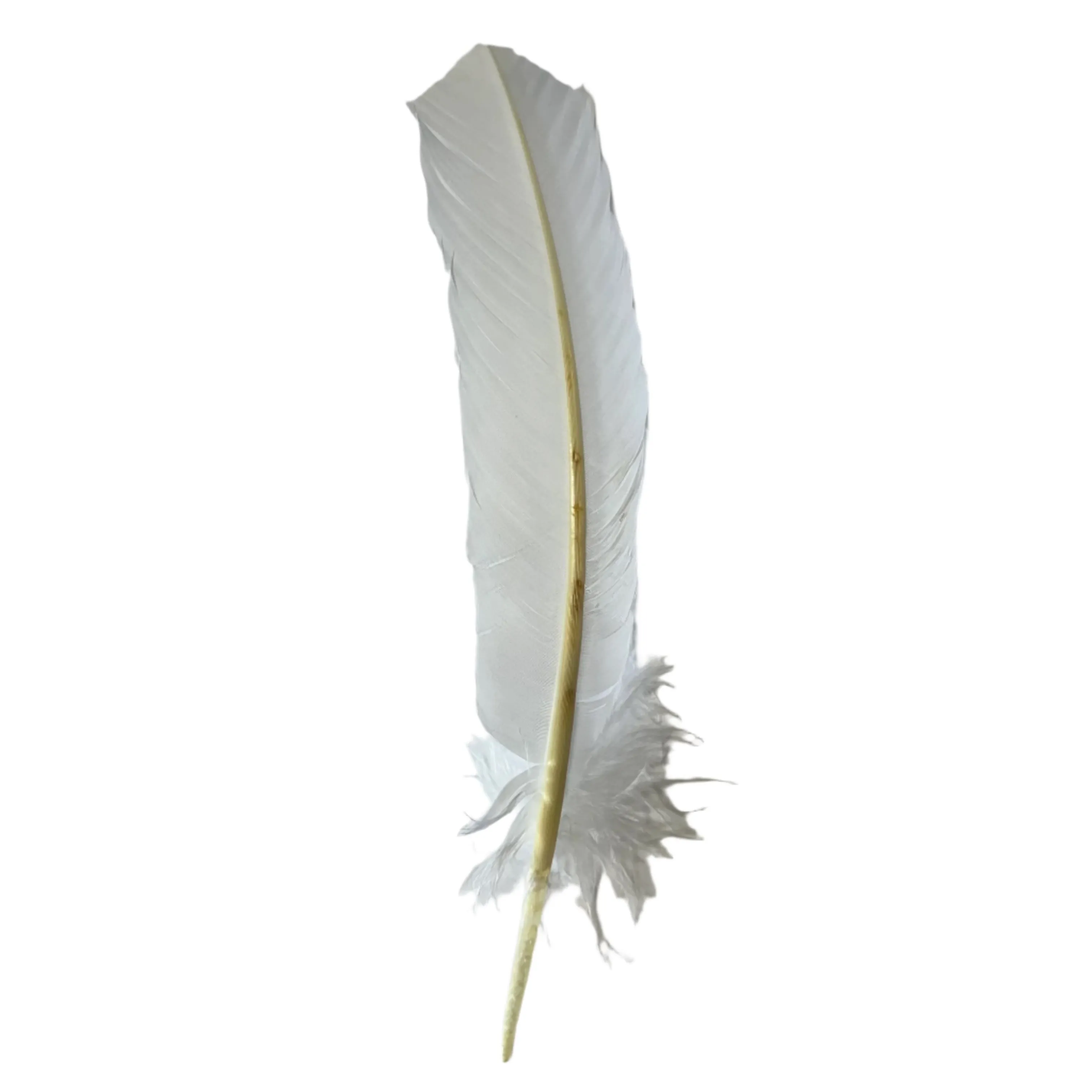 Turkey Wing Quill Feather x 5 pcs - White ((SECONDS))