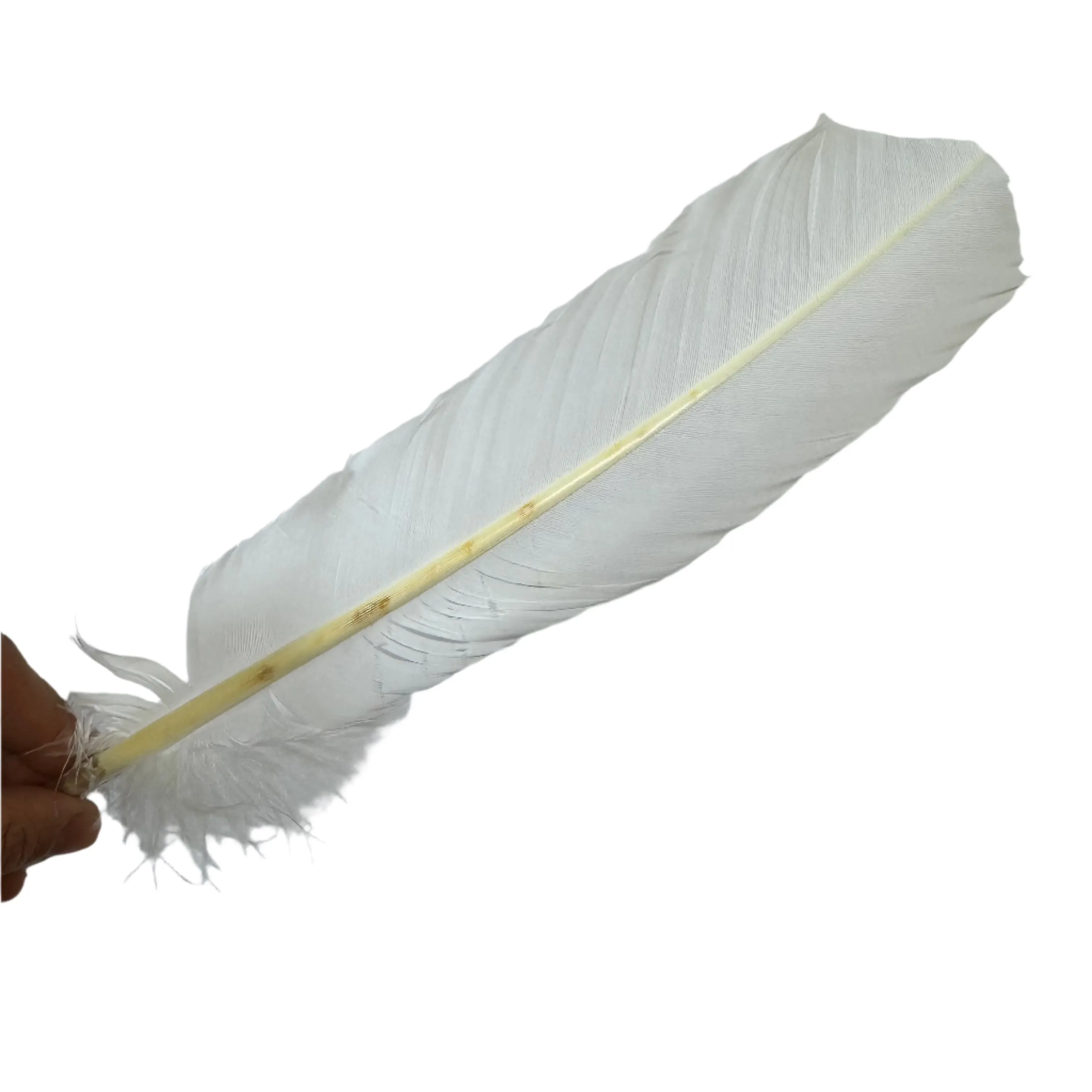 Turkey Wing Quill Feather x 5 pcs - White ((SECONDS))