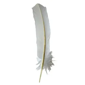 Turkey Wing Quill Feather x 5 pcs - White